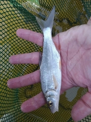 Vimba melanops