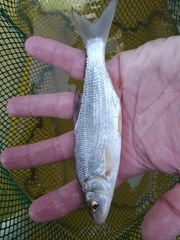 Vimba melanops