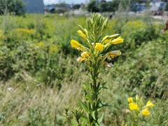 Oenothera biennis
