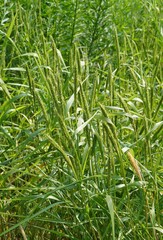 Alopecurus myosuroides