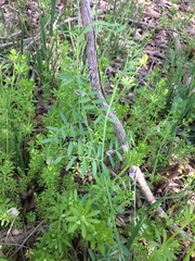 Vicia ludoviciana