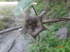Dictyanthus
