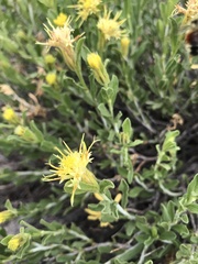Ericameria discoidea
