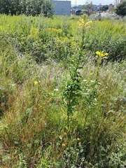 Oenothera biennis