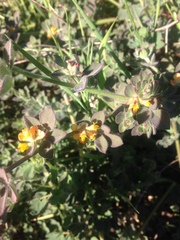 Acmispon heermannii heermannii
