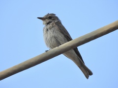 Muscicapa striata striata