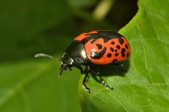 Calligrapha anabelae