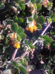Acmispon heermannii heermannii