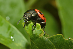 Calligrapha anabelae