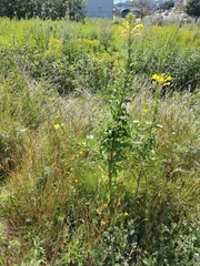 Oenothera biennis