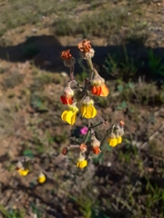 Hermannia multiflora