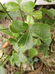 Oxalis spiralis