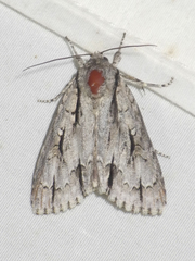 Acronicta texana