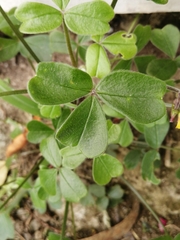 Oxalis spiralis