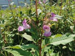Impatiens glandulifera