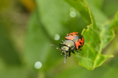 Calligrapha anabelae