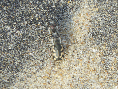 Cicindela latesignata