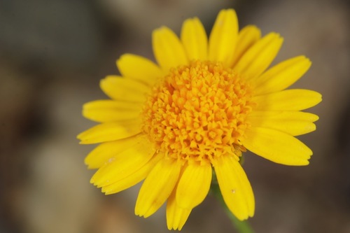 Thymophylla tenuiloba