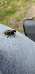 Laphria divisor