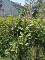 Impatiens glandulifera