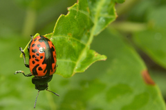 Calligrapha anabelae