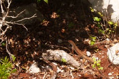 Pholidoscelis chrysolaemus