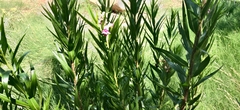 Chilopsis linearis
