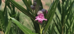 Chilopsis linearis