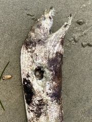 Gymnothorax mordax