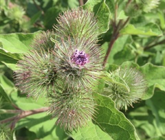 Arctium nemorosum