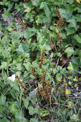 Orobanche hederae