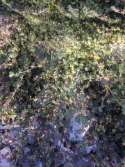 Acmispon heermannii heermannii