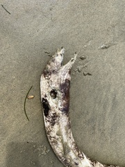 Gymnothorax mordax