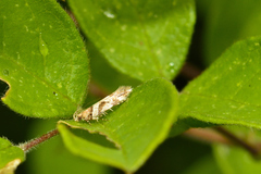 Aristotelia devexella