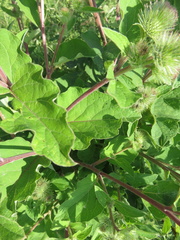 Arctium nemorosum