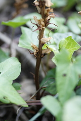 Orobanche hederae