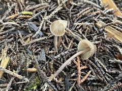 Mycena amicta