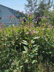 Impatiens glandulifera