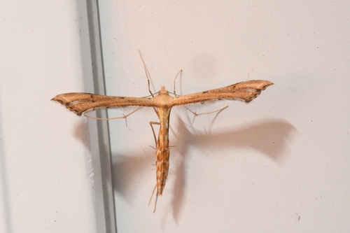 Carolina Plume Moth