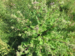 Arctium nemorosum