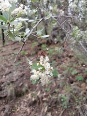 Ceanothus fendleri