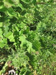 Arctium nemorosum