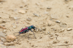 Cicindela pulchra