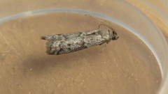 Eurythmia angulella