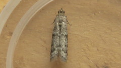 Eurythmia angulella