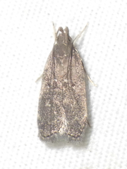 Helcystogramma melantherella