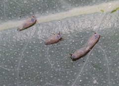 Ctenarytaina eucalypti