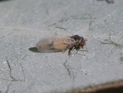 Ctenarytaina eucalypti