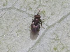 Psyllaephagus pilosus