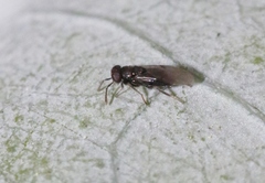 Psyllaephagus pilosus